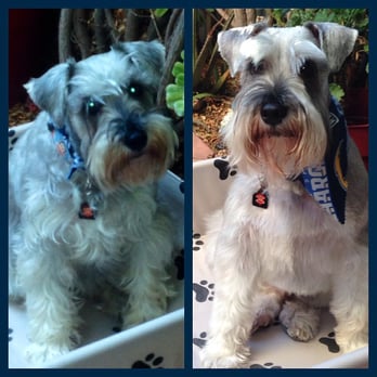 Doggies Divine - Before and after - Pet Groomers Near Me - San Diego, California
