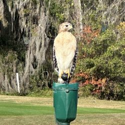 Continental Country Club - Bird