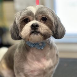 Soapy Paws Dog Grooming 