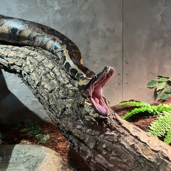 Reptilia - Zoos Near Me - Concord, Ontario Reptilia - Zoos Near Me - Concord, Ontario