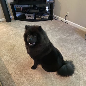 Perfect Pet Salon - Pet Groomers Near Me - Concord, California