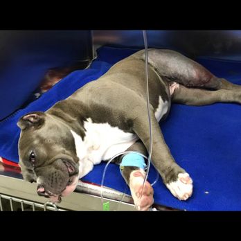 Chicago Canine Academy - My poor dog had to go through this cause of Jim Morgan horrible school unprofessional never take your dog there!! - Pet Training Near Me - Chicago, Illinois