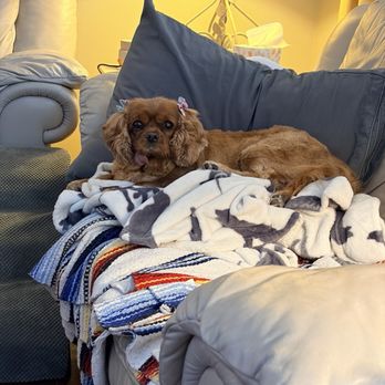 Salty Dog Salon - Pet Groomers Near Me - Ephrata, Pennsylvania