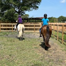 Kphorsemanship - Group lessons And horses experience