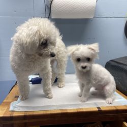 Suds N Hugs - Puppy's first haircut