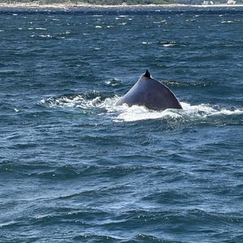 7 Seas Whale Watch - Whale Watching Tours Near Me - Gloucester, Massachusetts 7 Seas Whale Watch - Whale Watching Tours Near Me - Gloucester, Massachusetts