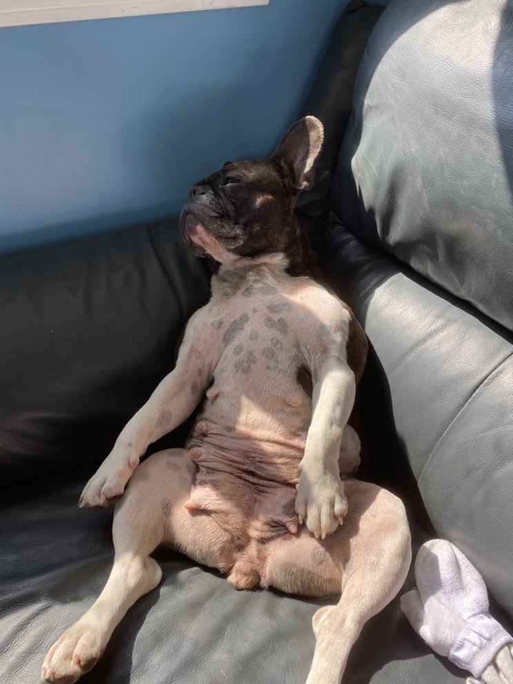 BO’S BEST KENNELS Updated August 2024 7730 Larson Rd, Prince