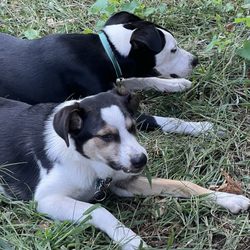 Dedham Dog Park - Maverick loves his Dedham #dog-squad lovely dogs and lovely owners!! !
