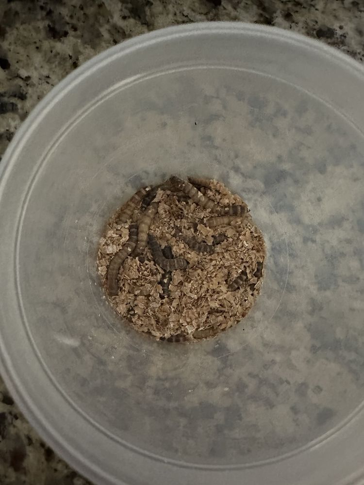Pet Supermarket Image