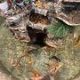 Golden China Buffet