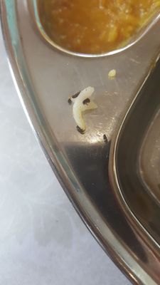 Delhi Darbar by null