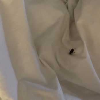 Bite The Dust Pest Control - Roach in bed - Pest Control Near Me - Anaheim, California Bite The Dust Pest Control - Roach in bed - Pest Control Near Me - Anaheim, California