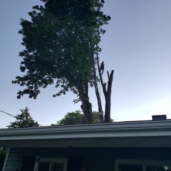 Tree and Stump Services llc. - Tree Services Near Me Tree and Stump Services llc. - Tree Services Near Me