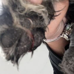 Curtain Call Pet Grooming Salon