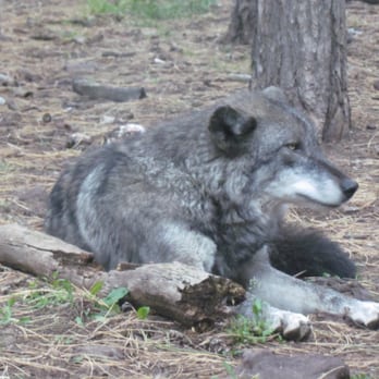 Bearizona - Zoos Near Me - Williams, Arizona