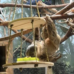 Sloth?