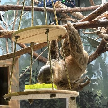 Denver Zoo - Sloth? - Zoos Near Me - Denver, Colorado