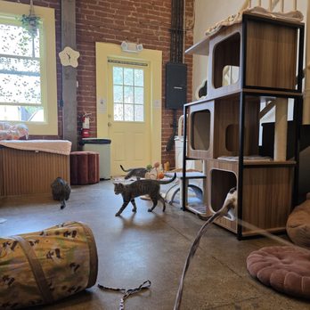 Nabi Cat Cafe - Themed Cafes Near Me - Santa Clara, California Nabi Cat Cafe - Themed Cafes Near Me - Santa Clara, California