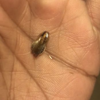 Calsur Property Management - One of the many roaches in my apartment - Property Management Near Me - San Diego, California Calsur Property Management - One of the many roaches in my apartment - Property Management Near Me - San Diego, California