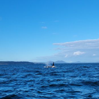 Maya’s Legacy Whale Watching - Orca! - Whale Watching Tours Near Me - Friday Harbor, Washington Maya’s Legacy Whale Watching - Orca! - Whale Watching Tours Near Me - Friday Harbor, Washington