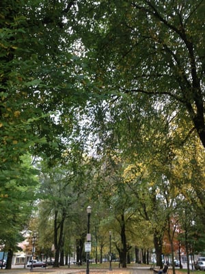 North Park Blocks by null