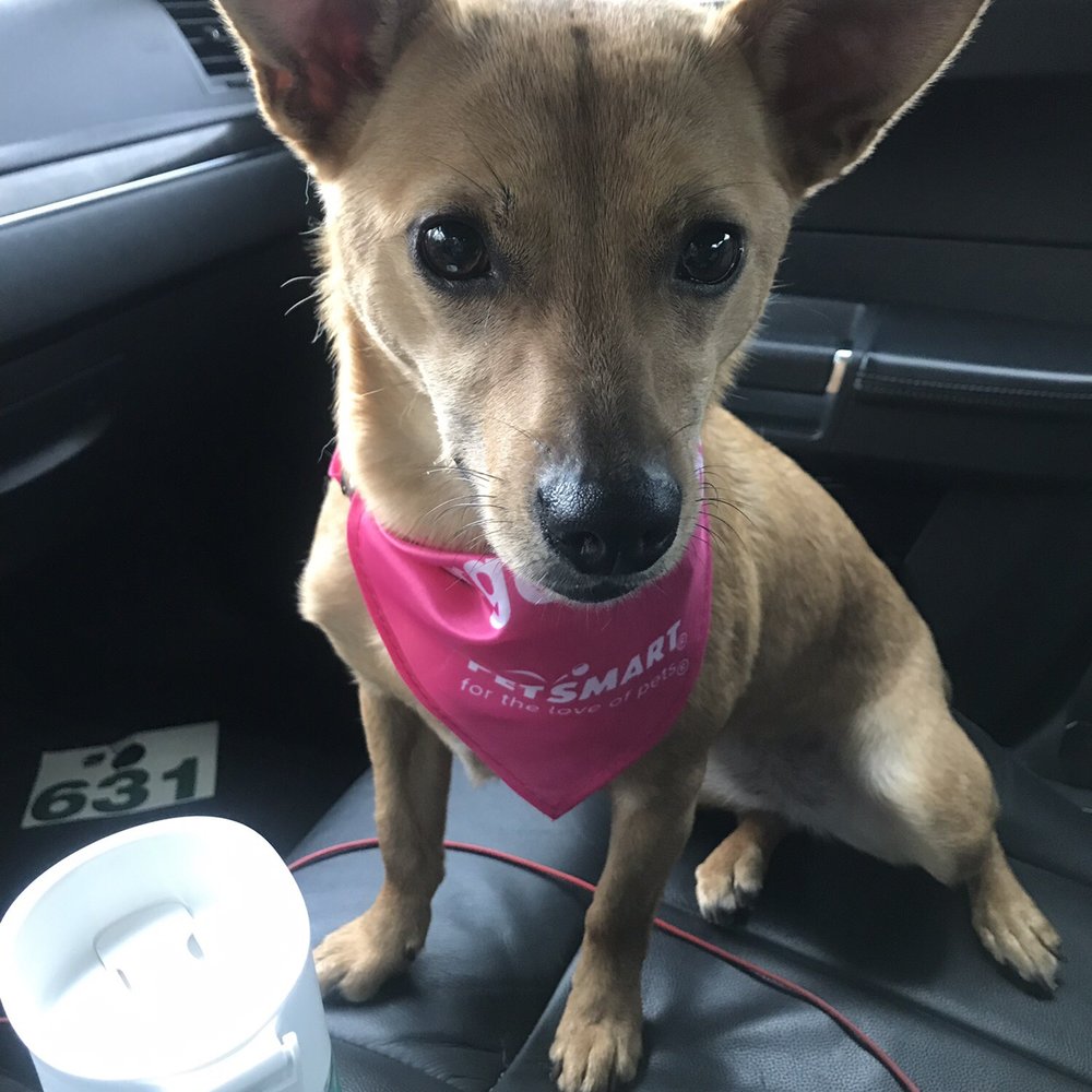 PetSmart - Reign n PetSmart grooming date - Pet Stores Near Me - Puyallup, Washington PetSmart - Reign n PetSmart grooming date - Pet Stores Near Me - Puyallup, Washington