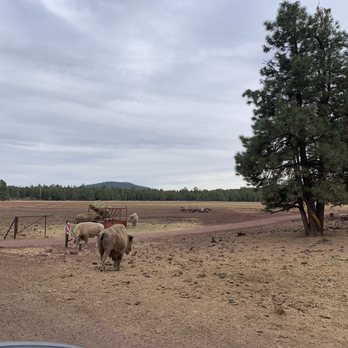 Bearizona - Bison - Zoos Near Me - Williams, Arizona Bearizona - Bison - Zoos Near Me - Williams, Arizona