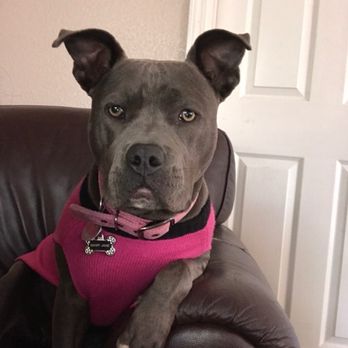 VCA All Pets Animal Hospital Salinas - Pink nail polish. - Veterinarians Near Me - Salinas, California VCA All Pets Animal Hospital Salinas - Pink nail polish. - Veterinarians Near Me - Salinas, California