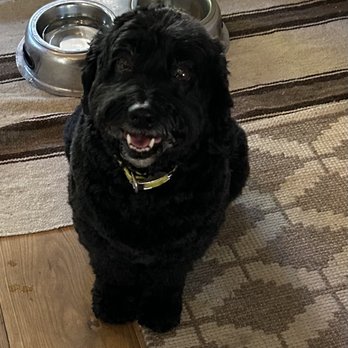 Dog Haven Studio - Bodhi - Pet Groomers Near Me - Toronto, Ontario