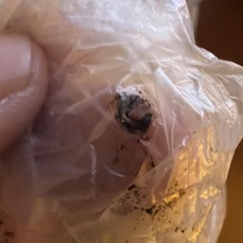 Best Western York Inn - Bedbug feces. - Hotels Near Me - York, Maine Best Western York Inn - Bedbug feces. - Hotels Near Me - York, Maine