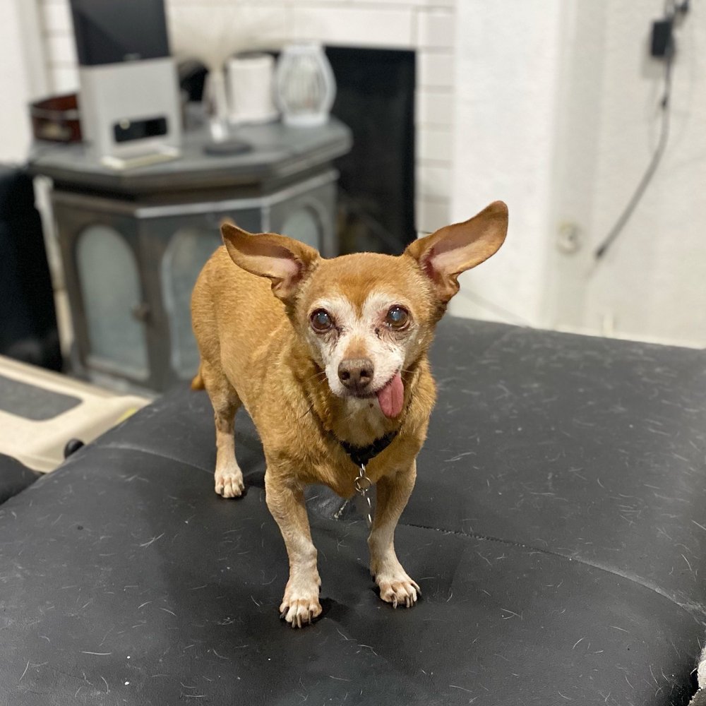 SANDY HILL ANIMAL CLINIC - 35 Photos & 178 Reviews - 3752 E Tropicana SANDY HILL ANIMAL CLINIC - 35 Photos & 178 Reviews - 3752 E Tropicana