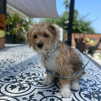 Heel Smart Dog Training - Pet Training Near Me Heel Smart Dog Training - Pet Training Near Me