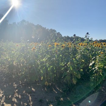 Dalton Farms - Sunflower field - Attraction Farms Near Me - Logan Township, New Jersey Dalton Farms - Sunflower field - Attraction Farms Near Me - Logan Township, New Jersey