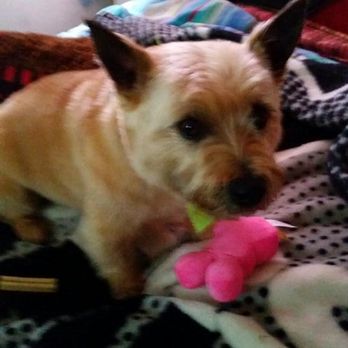 All Fur Love - Pet Groomers Near Me - Medway, Massachusetts All Fur Love - Pet Groomers Near Me - Medway, Massachusetts