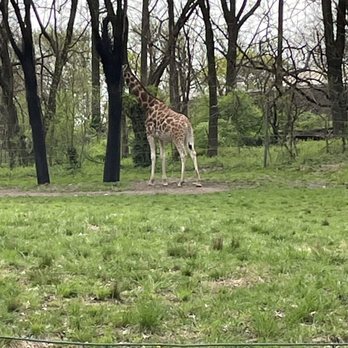 Bronx Zoo - Giraffe - Zoos Near Me - Bronx, New York