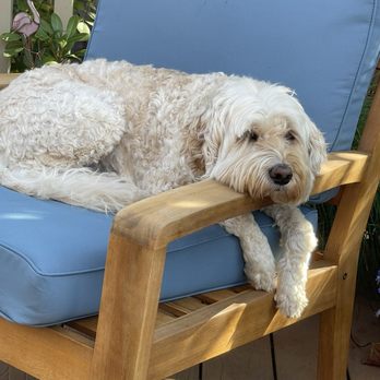 Petco - Noel moping because she NEEDS her spa day. - Pet Training Near Me - Mcminnville, Oregon
