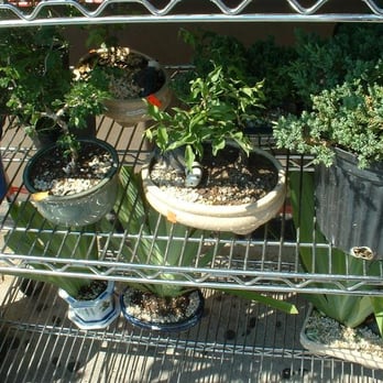 Qideas - potted bonsai trees etc. - Nurseries & Gardening Near Me - Chicago, Illinois