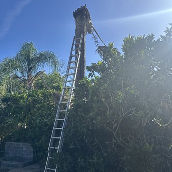 Golden Oak Landscape - Tree Services 4075459544 - Tree Services Near Me - Longwood , Florida Golden Oak Landscape - Tree Services 4075459544 - Tree Services Near Me - Longwood , Florida