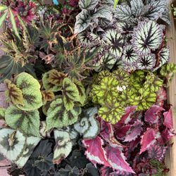 The Salt Shed And Company - Our Beautiful Rex Begonias!