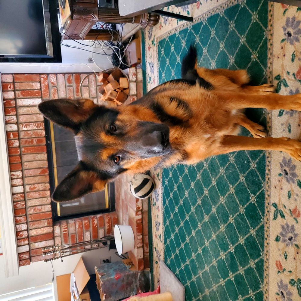 Happy Pets Complete Animal Care - Ranger says did I do that? - Pet Training Near Me Happy Pets Complete Animal Care - Ranger says did I do that? - Pet Training Near Me