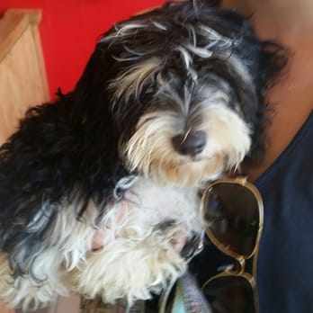 The Barking Lot - Pringles on the first day we got her. - Animal Shelters Near Me - Ramona, California