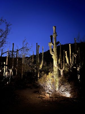 The Ritz-Carlton, Dove Mountain by null