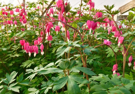 Early Bird Farm by null