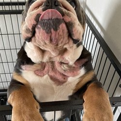 Affordable Pet Boarding - This is our dog in his healing process