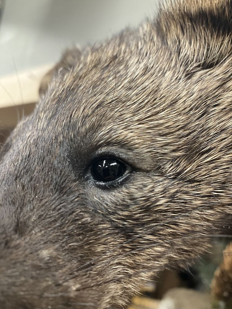 ADK Wildlife Creations Taxidermy - taxidermy in Hudson Falls, NY