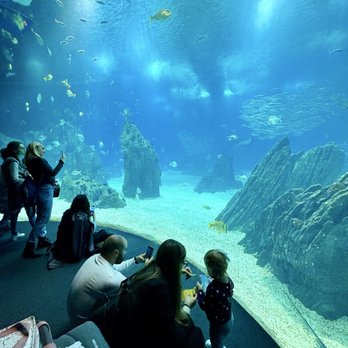 Oceanário de Lisboa - Aquariums Near Me - Lisbon, 11 Oceanário de Lisboa - Aquariums Near Me - Lisbon, 11