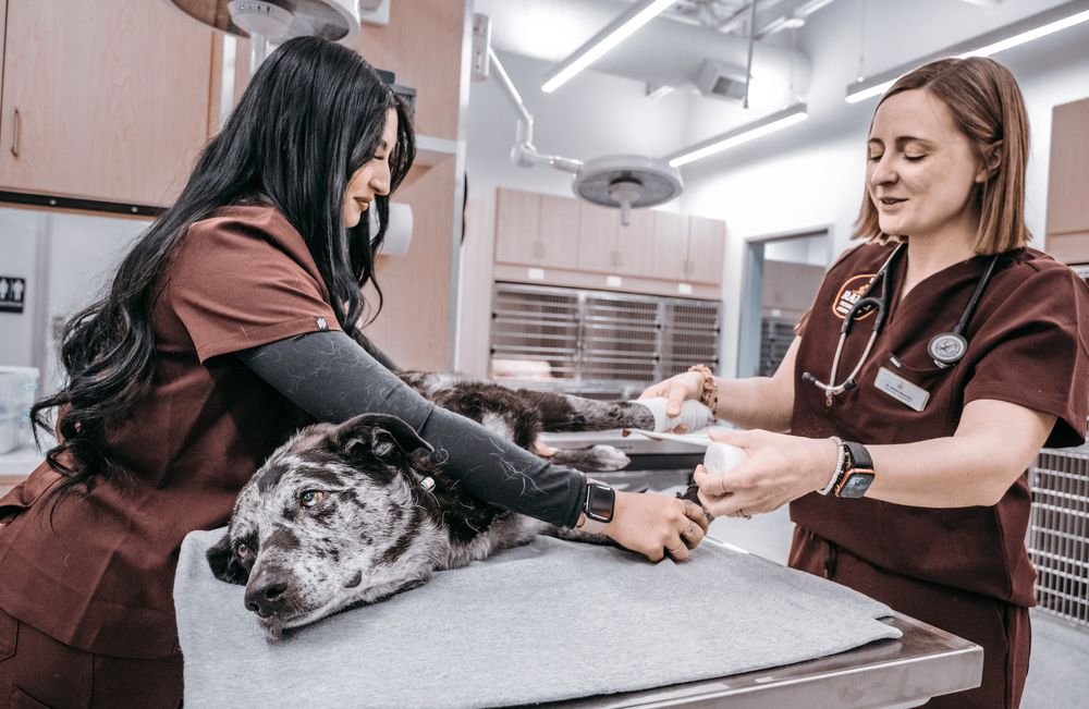 Veterinary Ranch THE RANCH VETERINARY HOSPITAL - Updated July 2026 - 13 Photos - 2201 ...