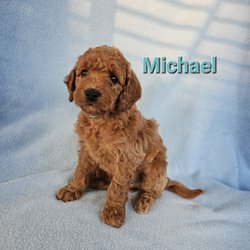 Pandora Doodles - Michael is a beautiful Pandoradoodle!