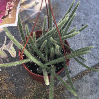 Nelson's Greenhouse - Rats Tail Cactus - Nurseries & Gardening Near Me - Canoga Park, California Nelson's Greenhouse - Rats Tail Cactus - Nurseries & Gardening Near Me - Canoga Park, California