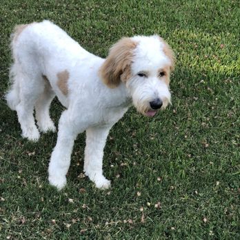 Glamour Paws - After - Pet Groomers Near Me - Fort Worth, Texas